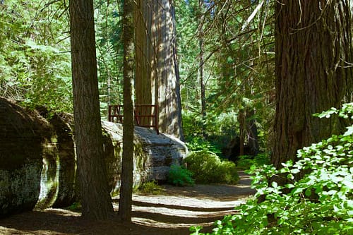 Hallow redwood