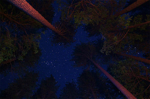 Beautiful night sky in redwoods