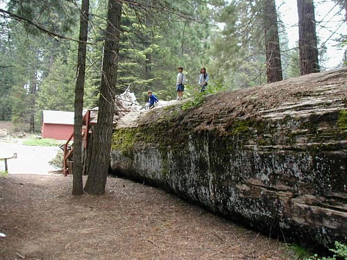 Kids playing on hallow log