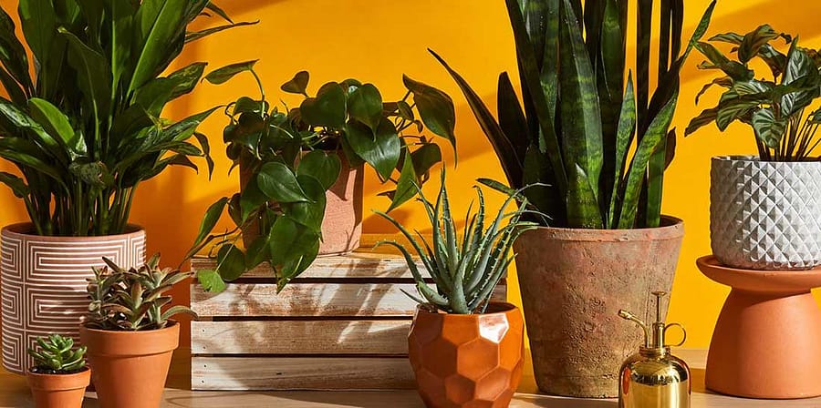 Good plants for wellness/recharge rooms